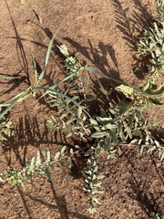Astragalus nuttallianus