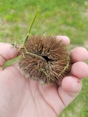 Castanea crenata