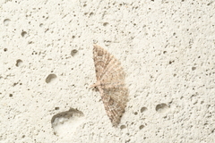 Alucita adriendenisi