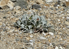 Eriogonum robustum