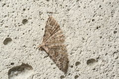 Alucita adriendenisi