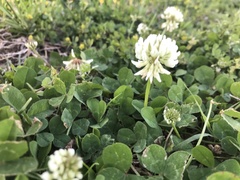 Trifolium repens