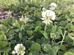 Trifolium repens