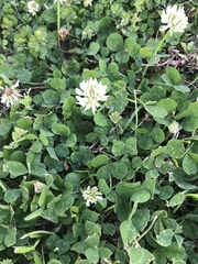Trifolium repens