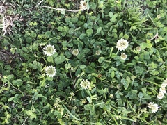 Trifolium repens