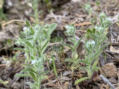 Cryptantha microstachys