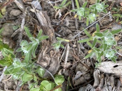 Cryptantha microstachys