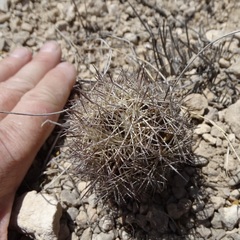 Echinomastus warnockii