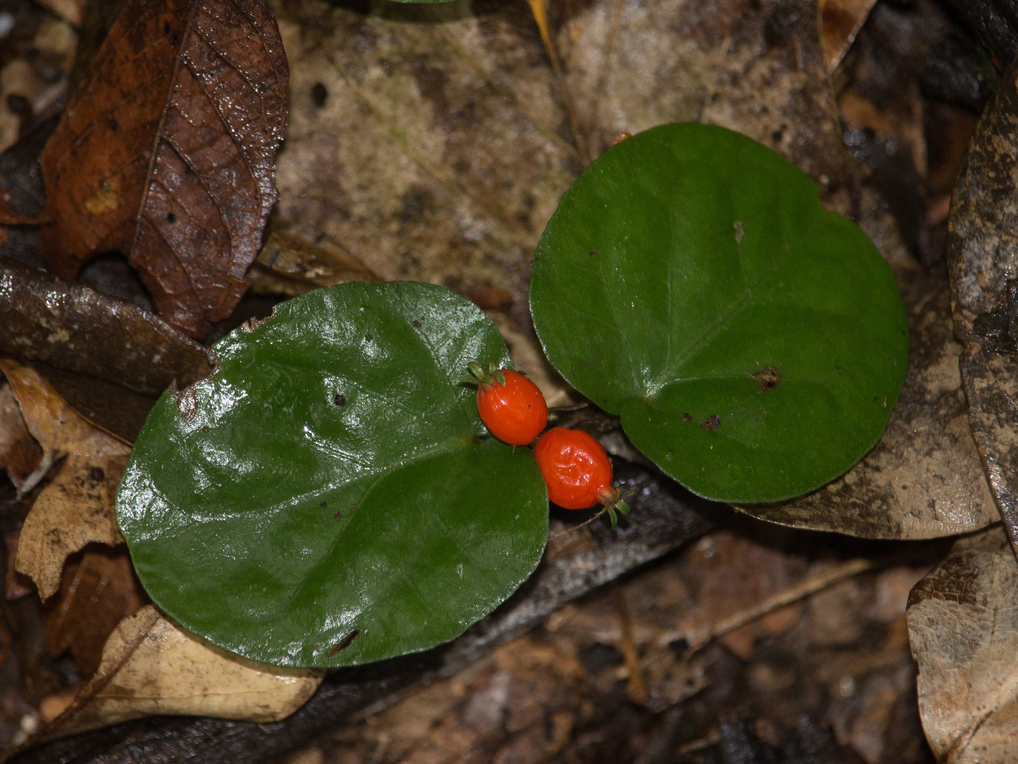 Geophila repens