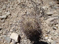 Echinomastus warnockii