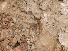 Tasmanicosa godeffroyi