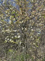 Malus ioensis