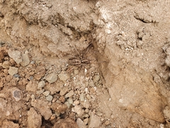 Tasmanicosa godeffroyi