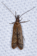 Dichomeris ligulella