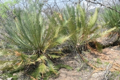 Dioon caputoi
