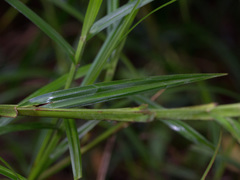 Paspalum virgatum