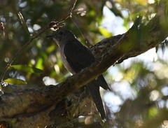 Cacomantis variolosus variolosus