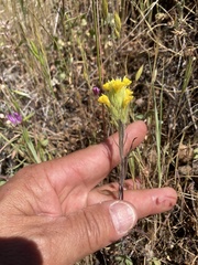 Castilleja lacera