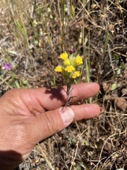 Castilleja lacera
