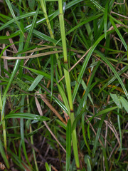 Paspalum virgatum
