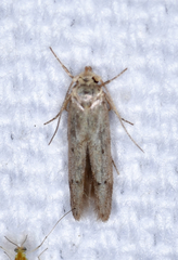 Blastobasis taurusella