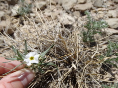 Euploca convolvulacea