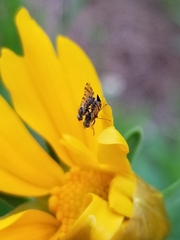 Dioxyna picciola