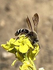 Euandrena
