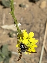 Euandrena