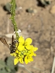 Euandrena