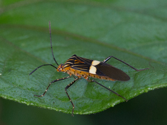 Hypselonotus subterpunctatus