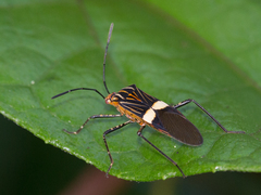 Hypselonotus subterpunctatus