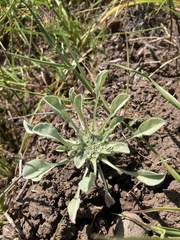 Hesperevax caulescens