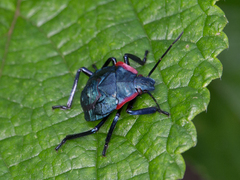 Alcaeorrhynchus grandis