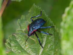 Alcaeorrhynchus grandis