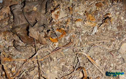 Photo of a Sindh Thread Snake (Myriopholis blanfordi)