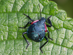 Alcaeorrhynchus grandis