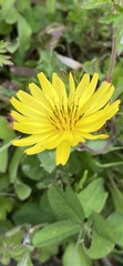Tragopogon pratensis