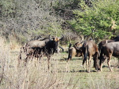 Connochaetes taurinus