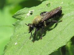 Laphria flavicollis