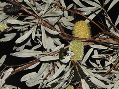 Banksia integrifolia compar