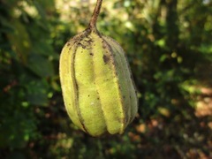 Aristolochia tomentosa