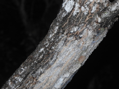 Banksia integrifolia compar
