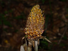 Ananas macrodontes