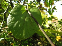 Aristolochia tomentosa
