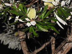 Banksia integrifolia compar