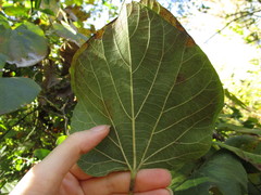 Aristolochia tomentosa