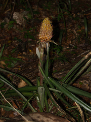 Ananas macrodontes