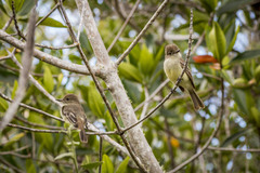 Myiarchus magnirostris