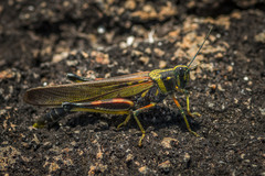 Schistocerca melanocera
